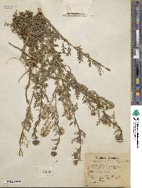 Lepidium thurberi image