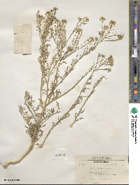 Lepidium thurberi image