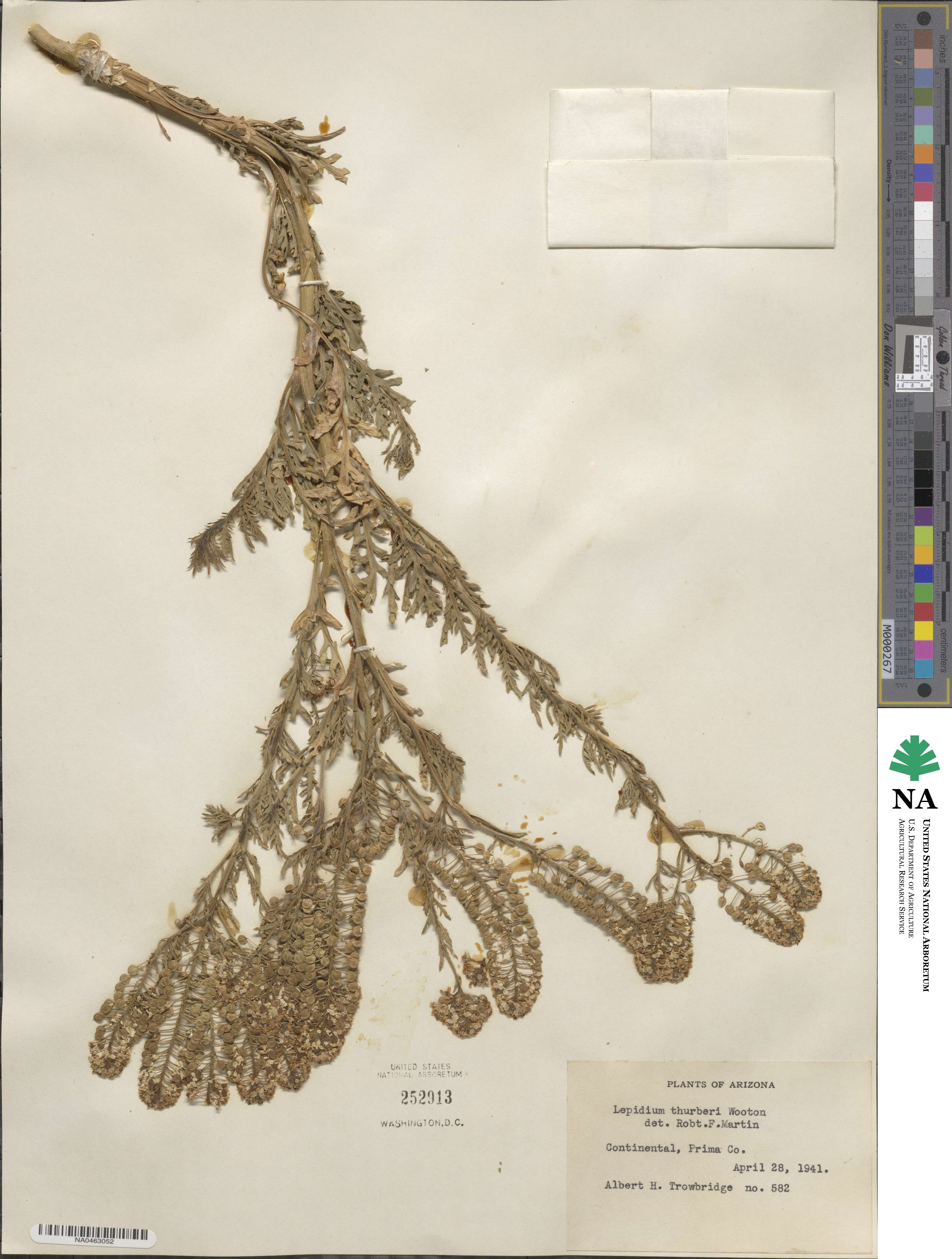 Lepidium thurberi image