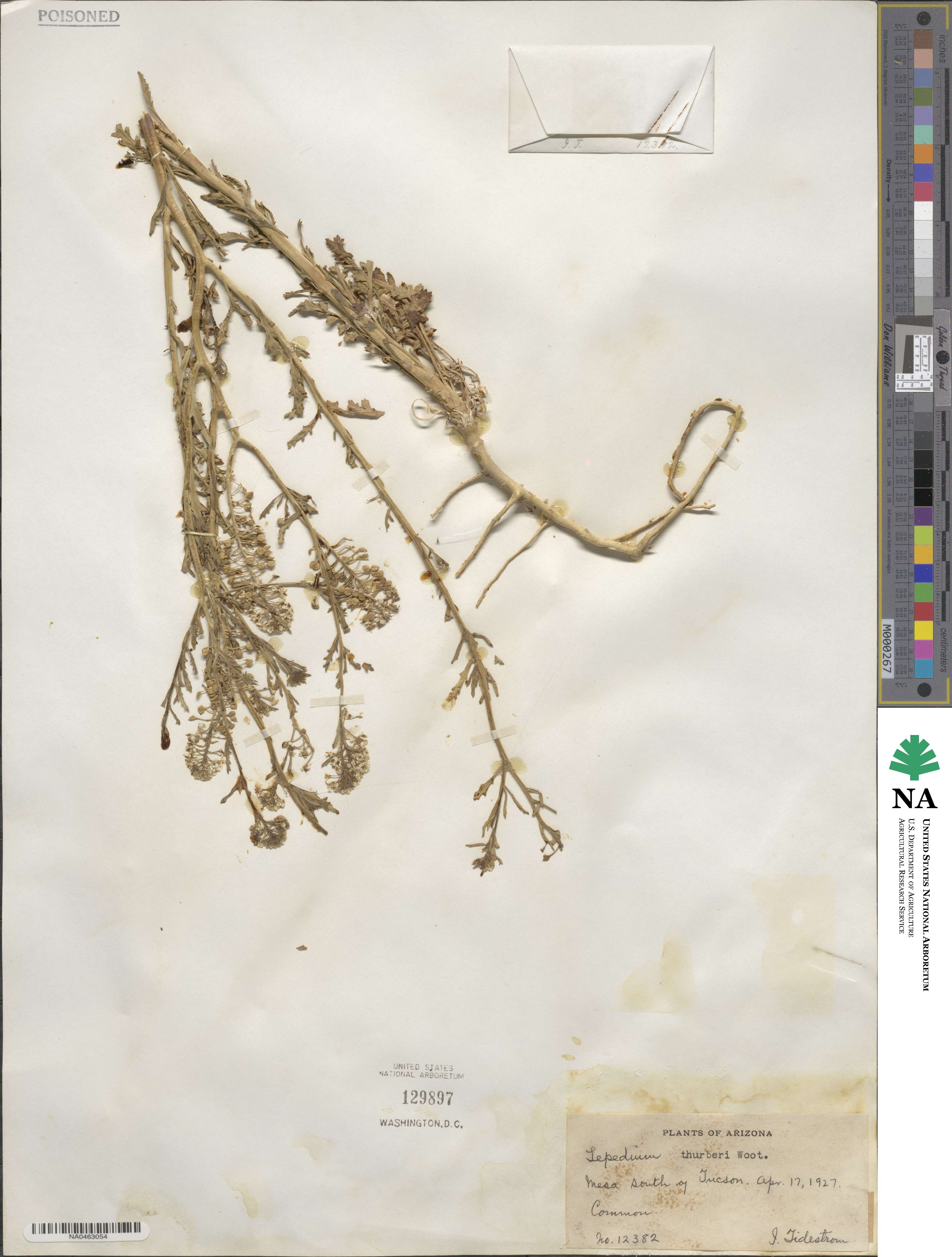 Lepidium thurberi image