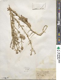 Lepidium thurberi image