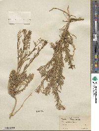 Lepidium thurberi image