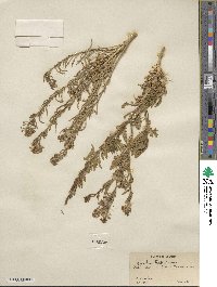 Lepidium thurberi image