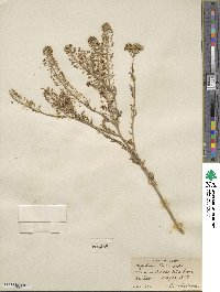 Lepidium thurberi image