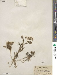 Lepidium thurberi image