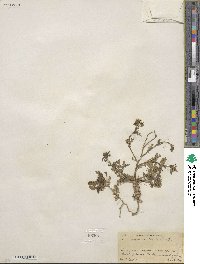 Lepidium thurberi image