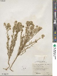 Lepidium thurberi image
