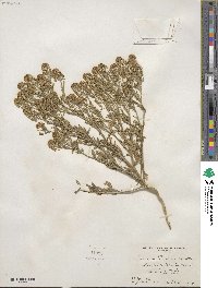 Lepidium thurberi image