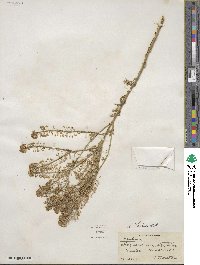 Lepidium thurberi image