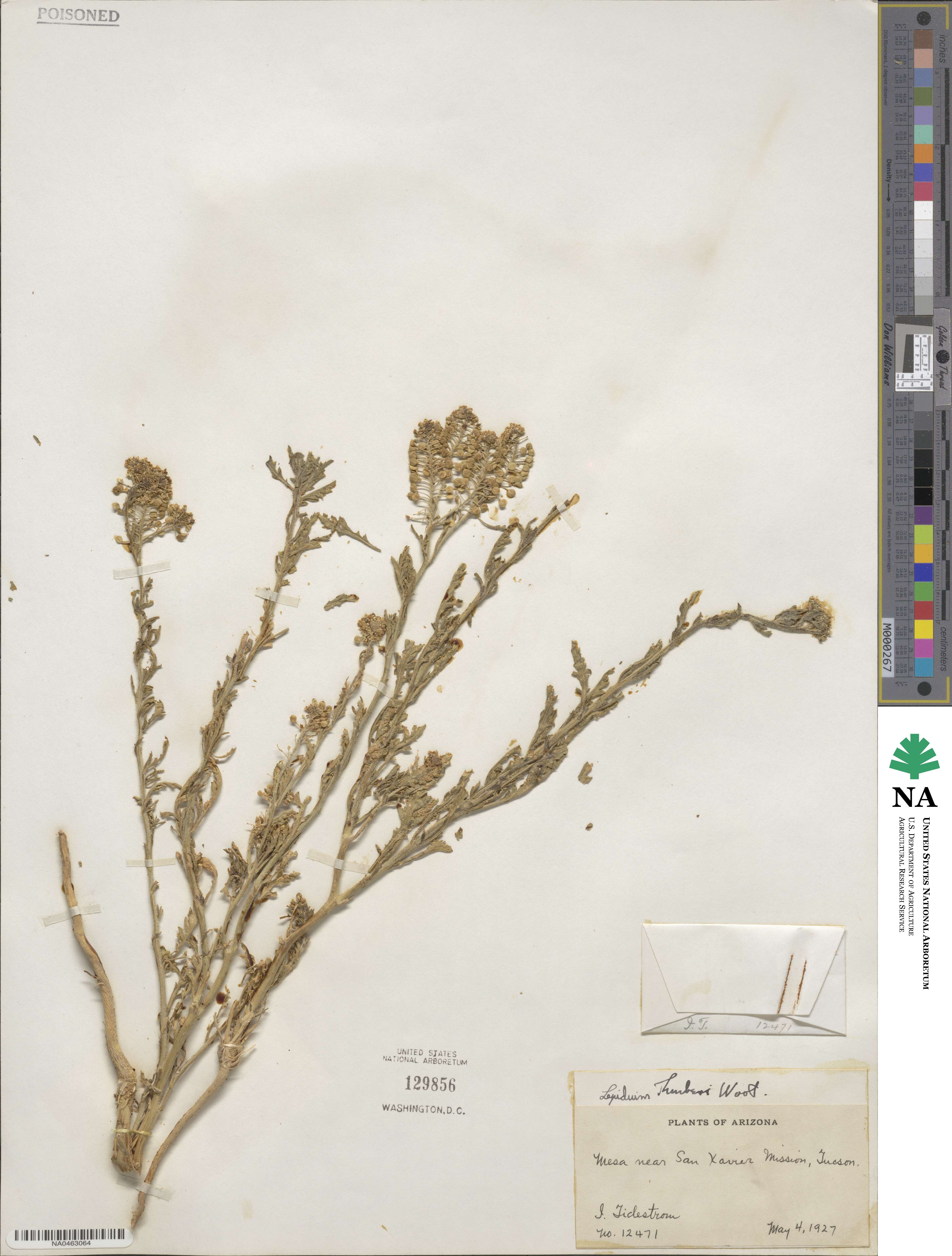 Lepidium thurberi image