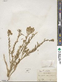 Lepidium thurberi image