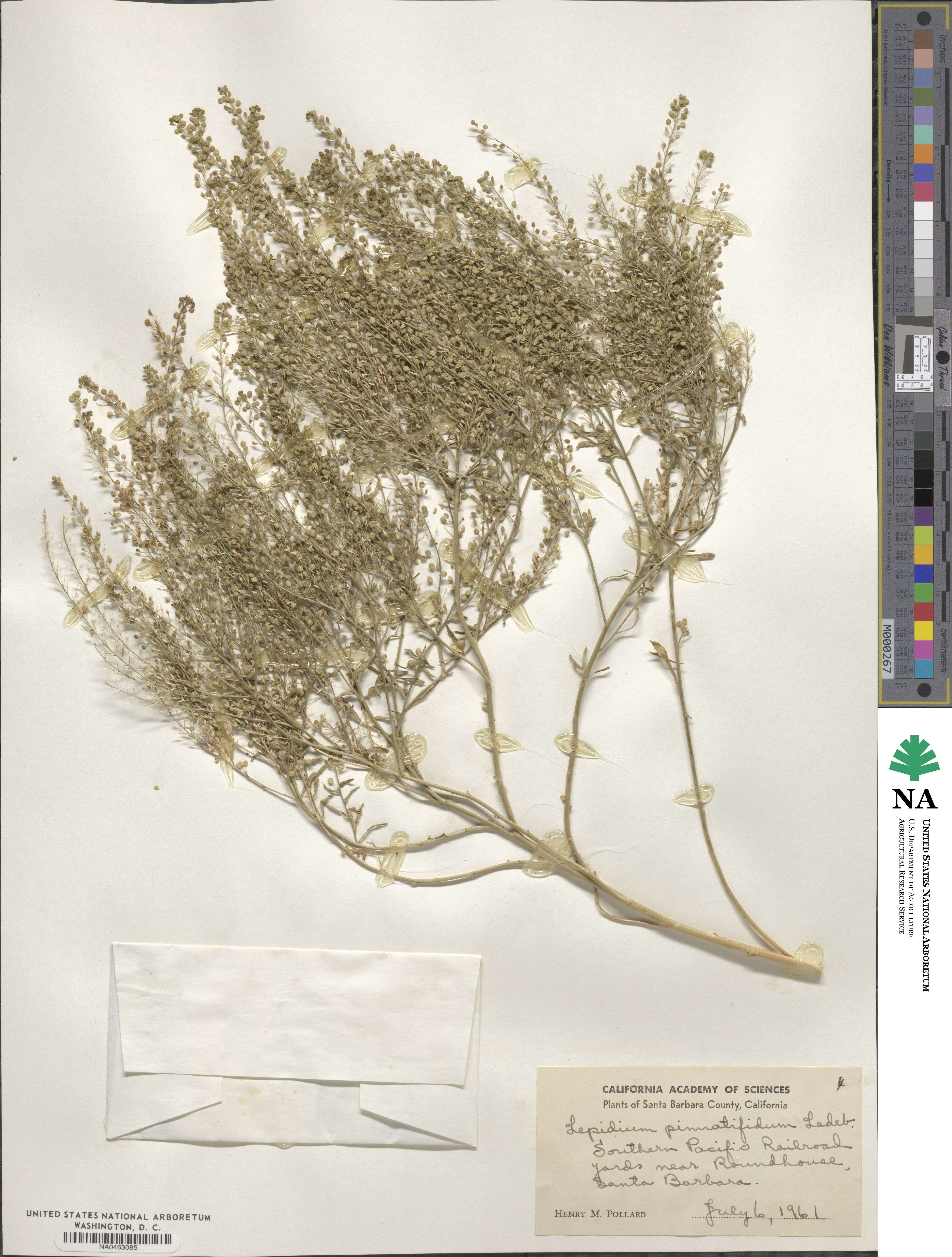 Lepidium pinnatifidum image
