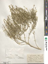 Lepidium pinnatifidum image