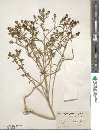Lepidium pinnatifidum image