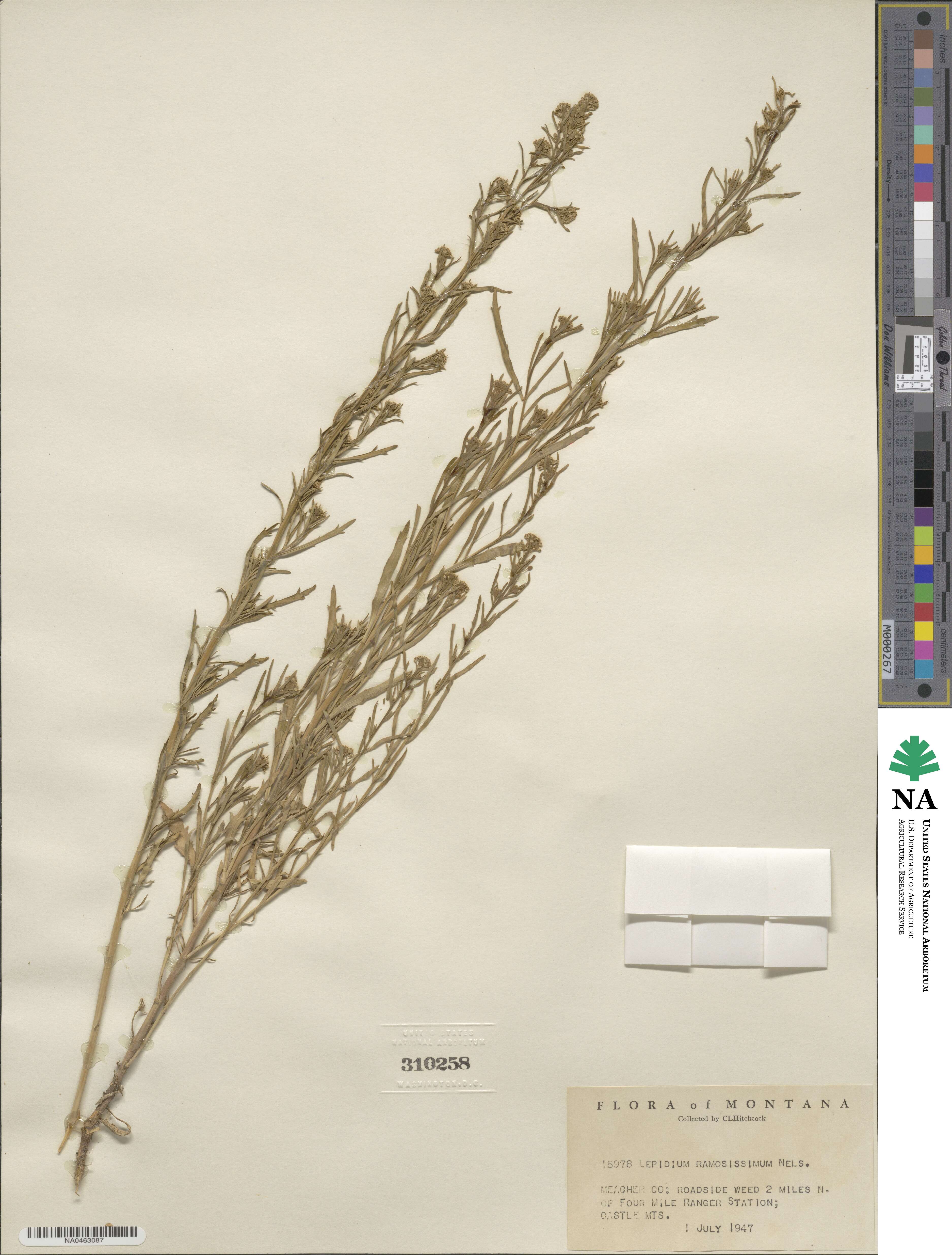 Lepidium ramosissimum image
