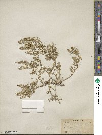 Lepidium ramosissimum image