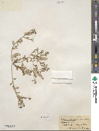 Lepidium ramosissimum image