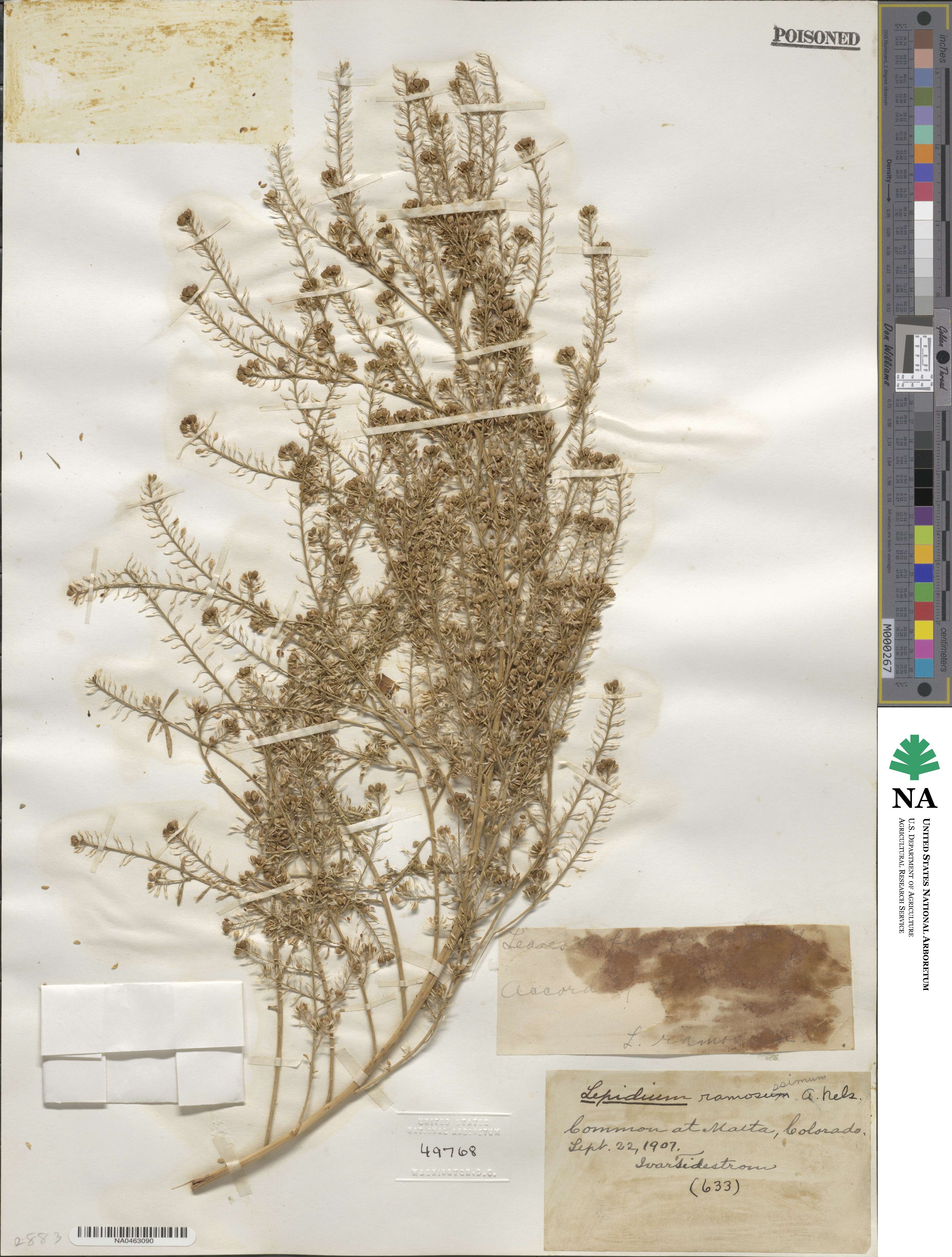 Lepidium ramosissimum image