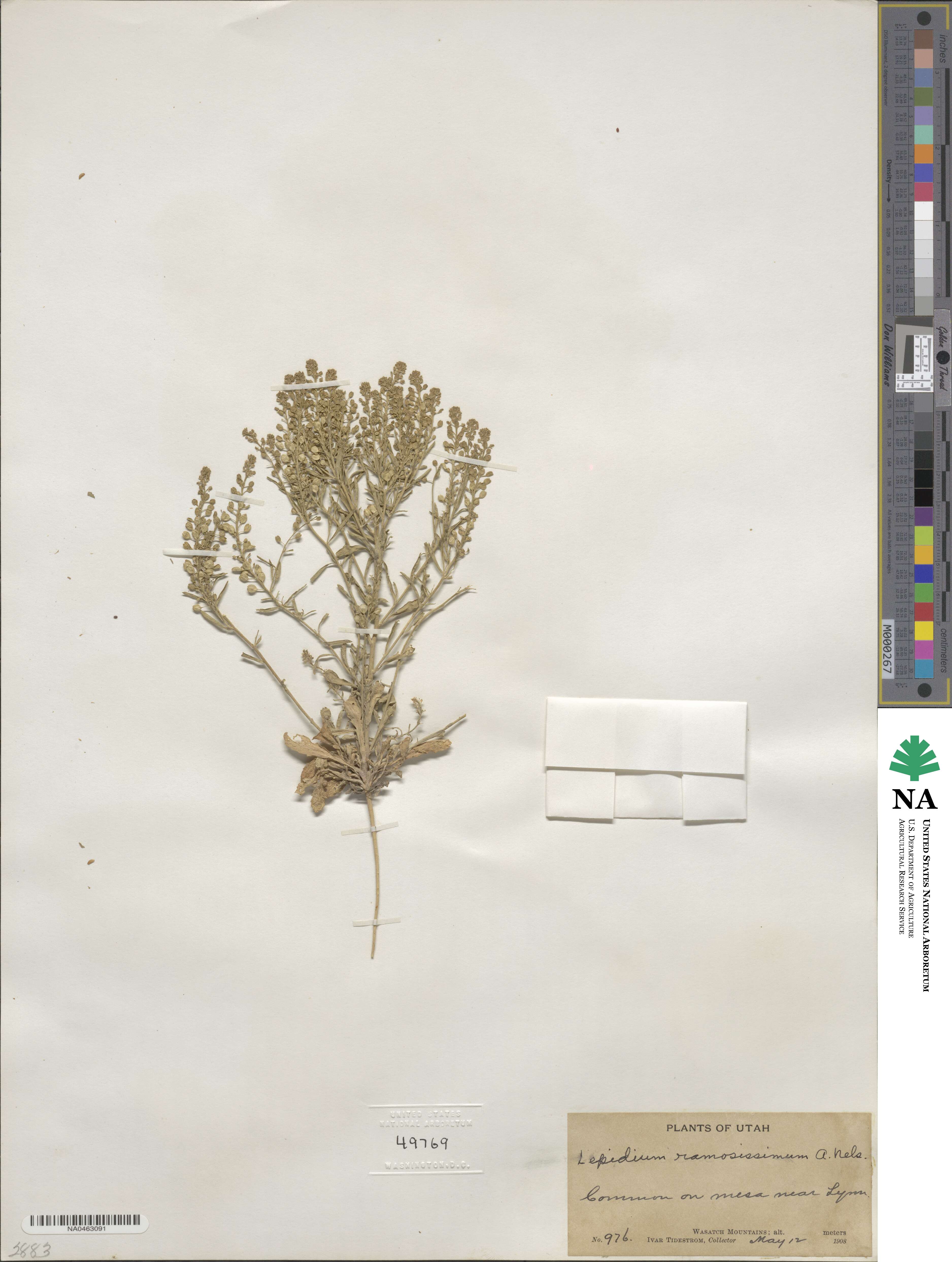 Lepidium ramosissimum image