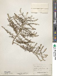 Lepidium ruderale image