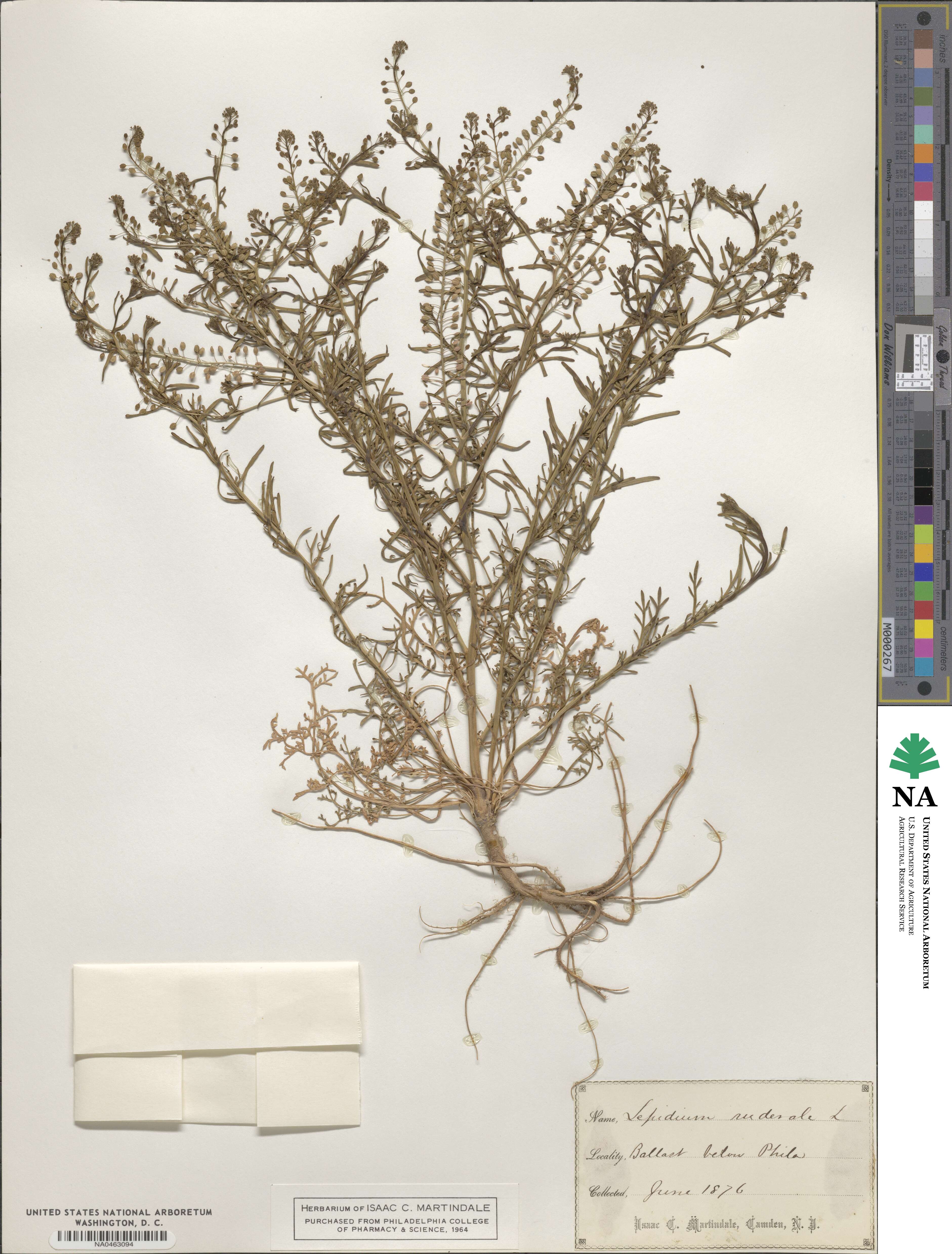 Lepidium ruderale image