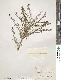 Lepidium ruderale image