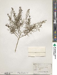 Lepidium ruderale image