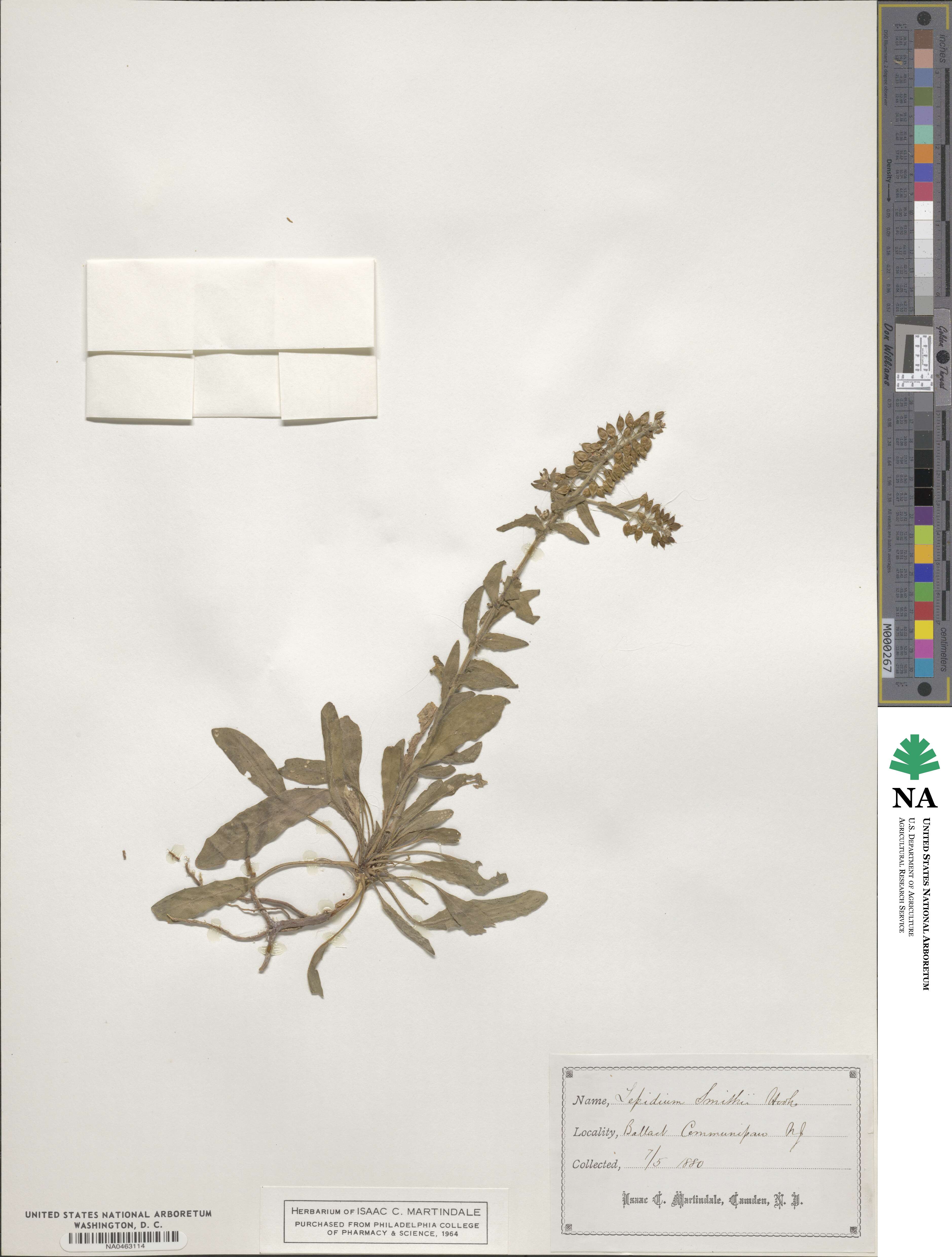 Lepidium montanum var. heterophyllum image