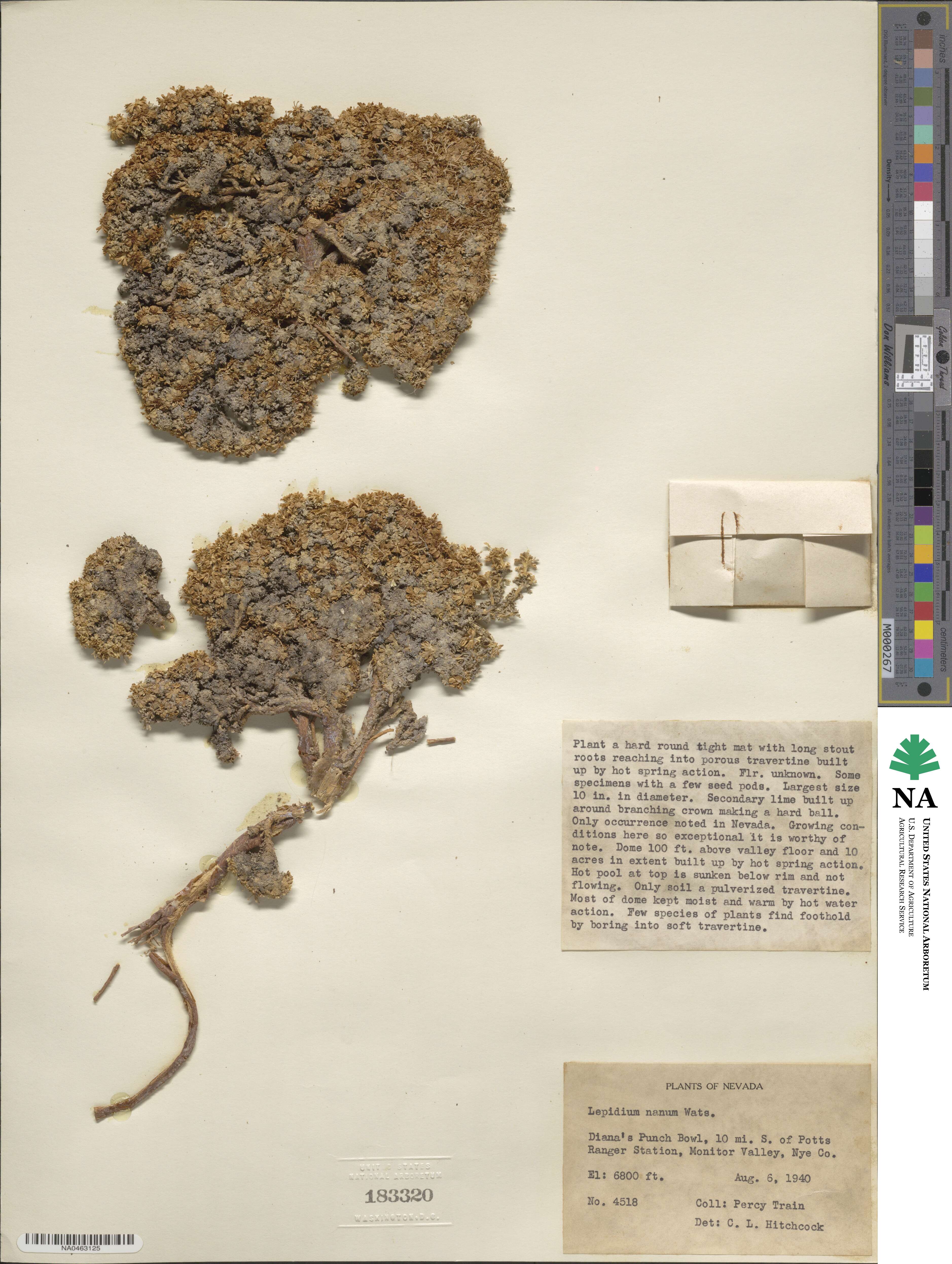 Lepidium nanum image