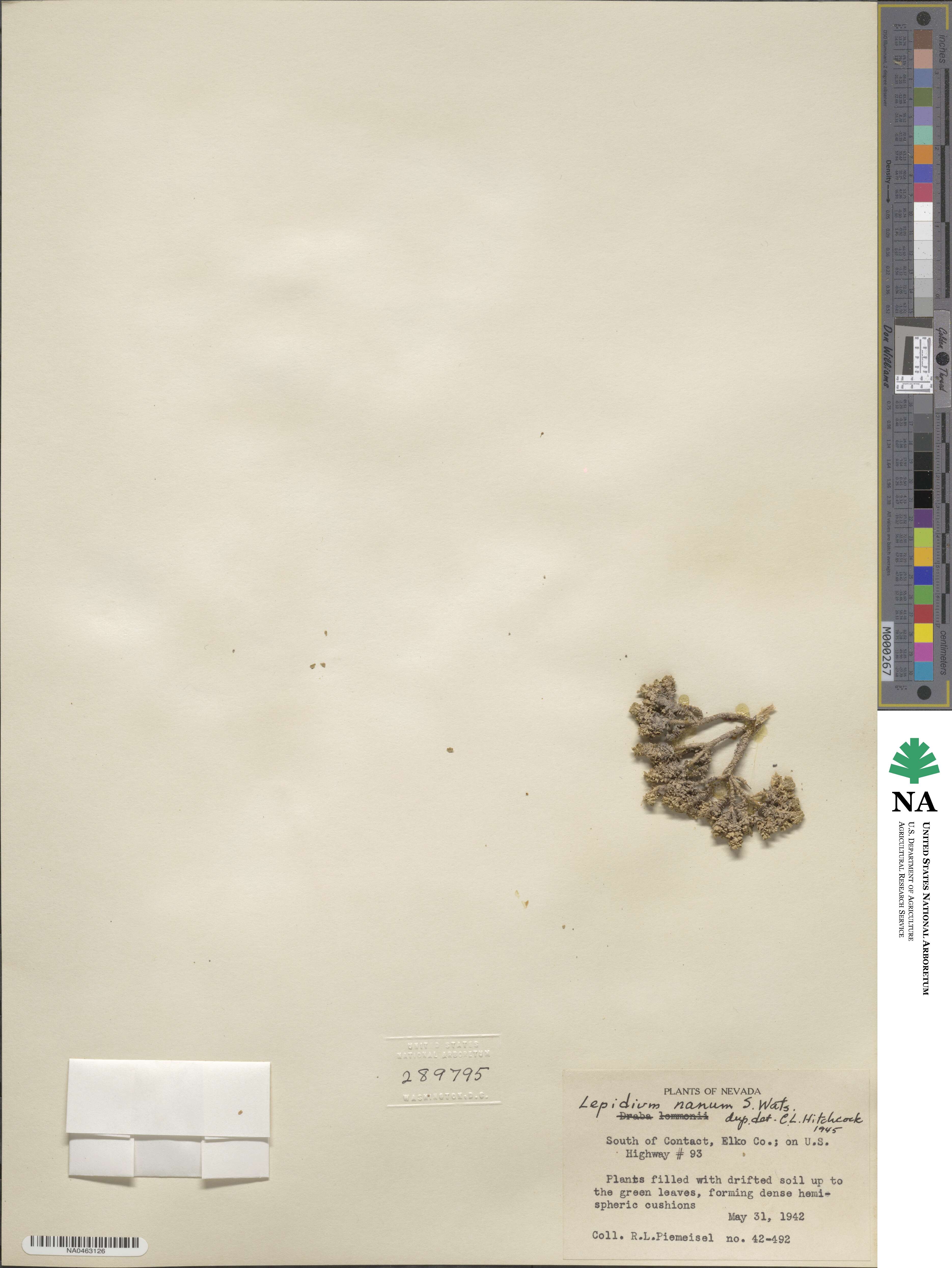 Lepidium nanum image