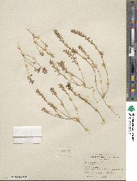 Lepidium nitidum image