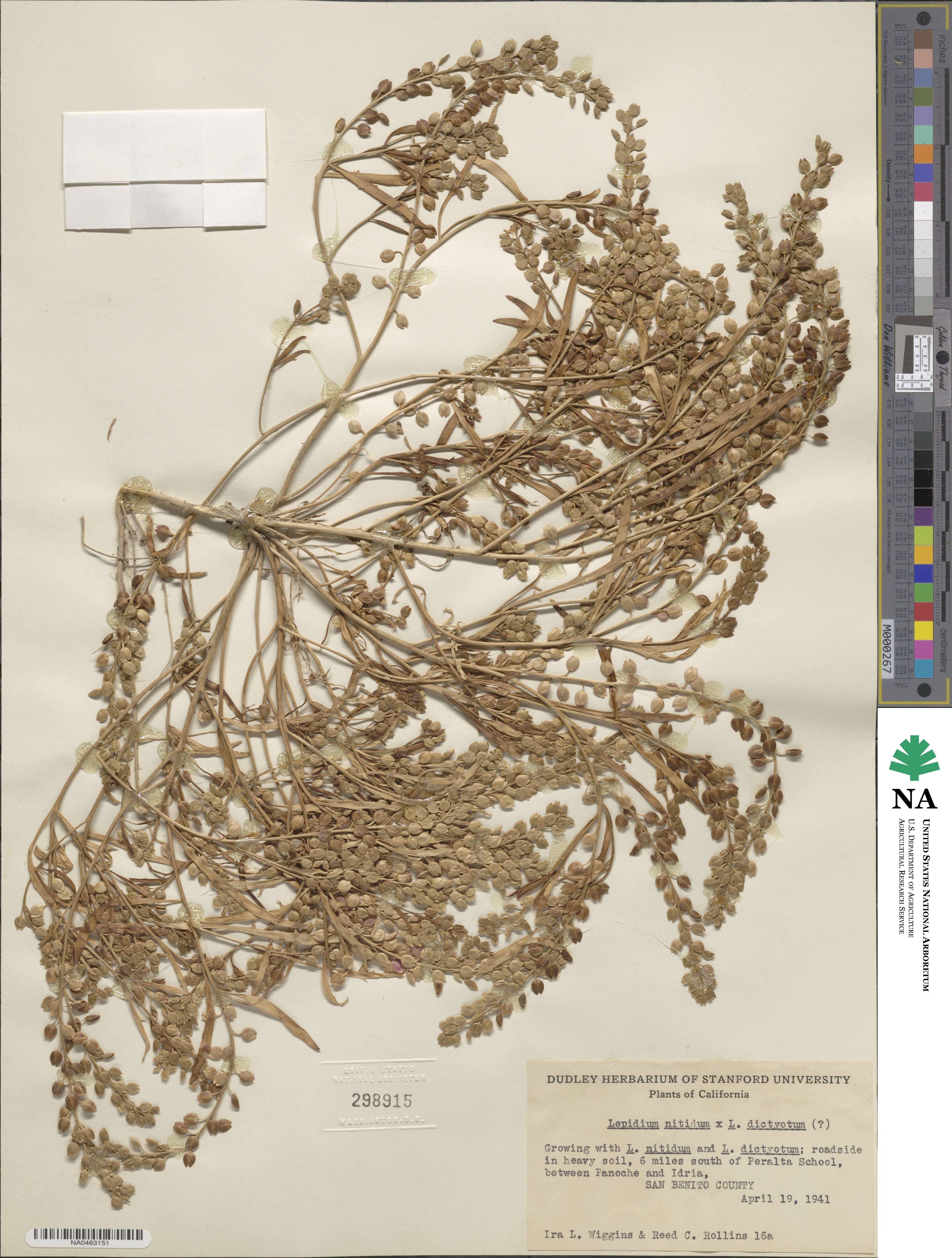Lepidium nitidum image