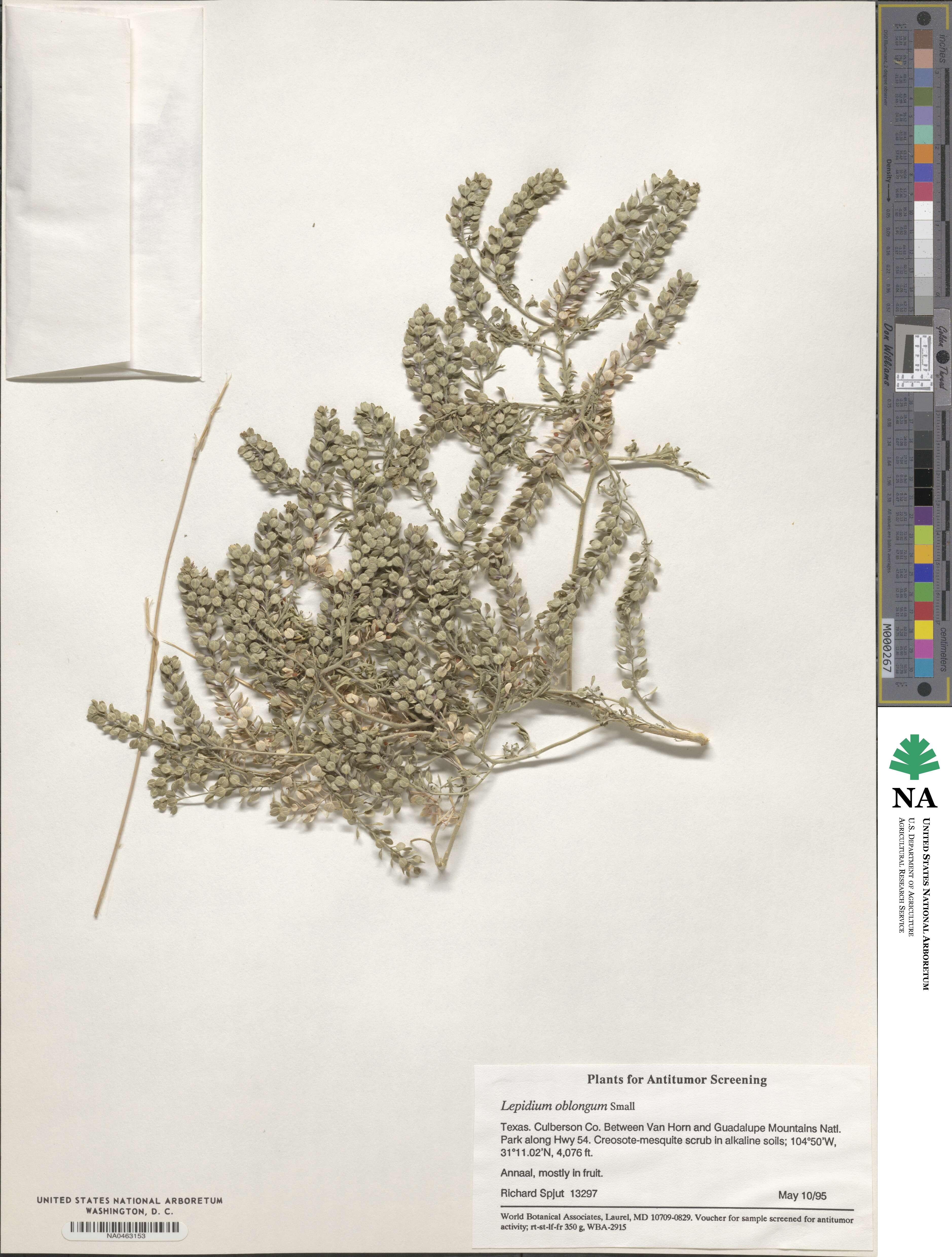 Lepidium oblongum image