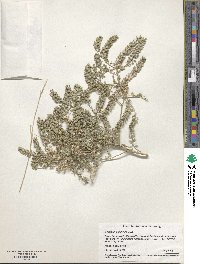Lepidium oblongum image