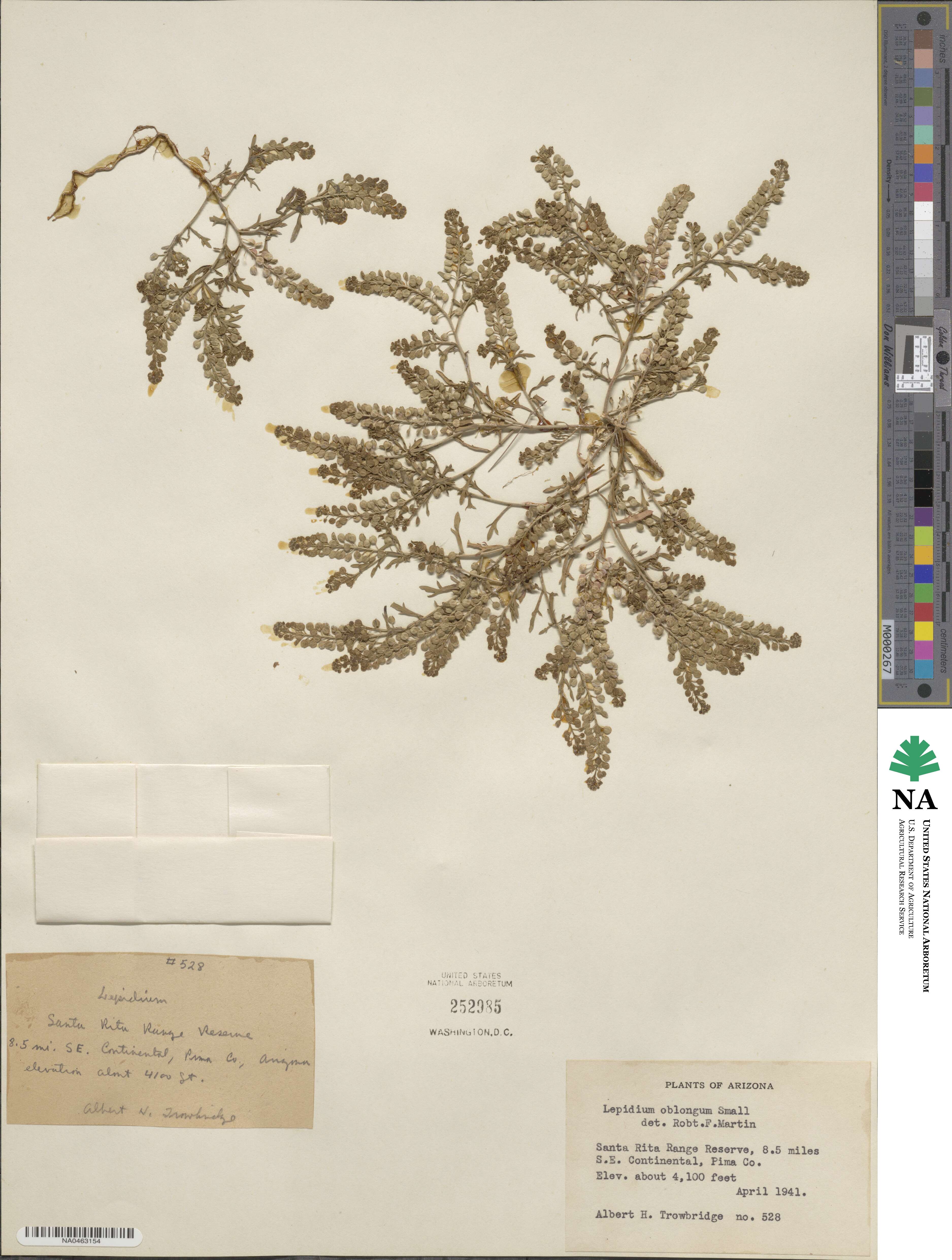 Lepidium oblongum image