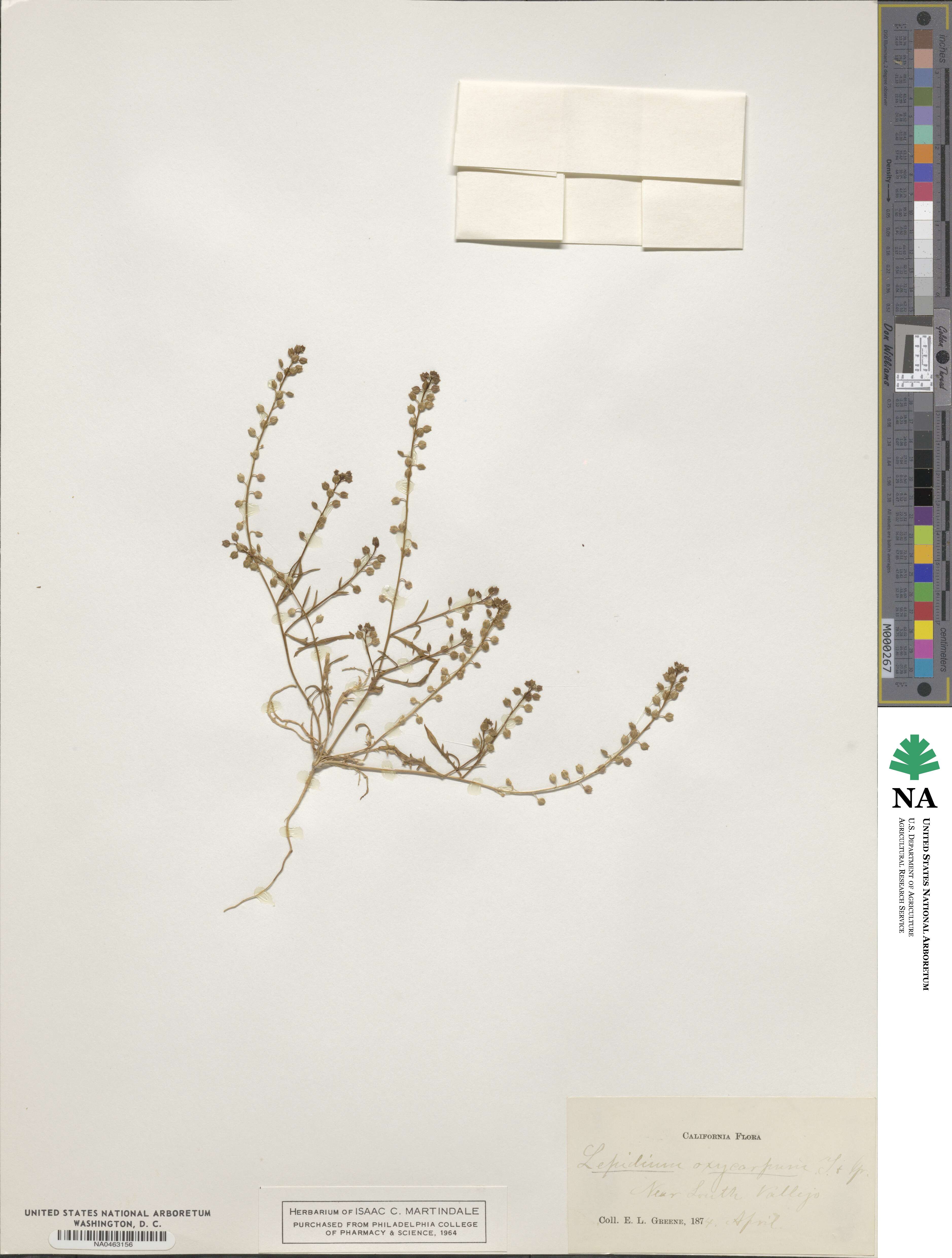 Lepidium oxycarpum image
