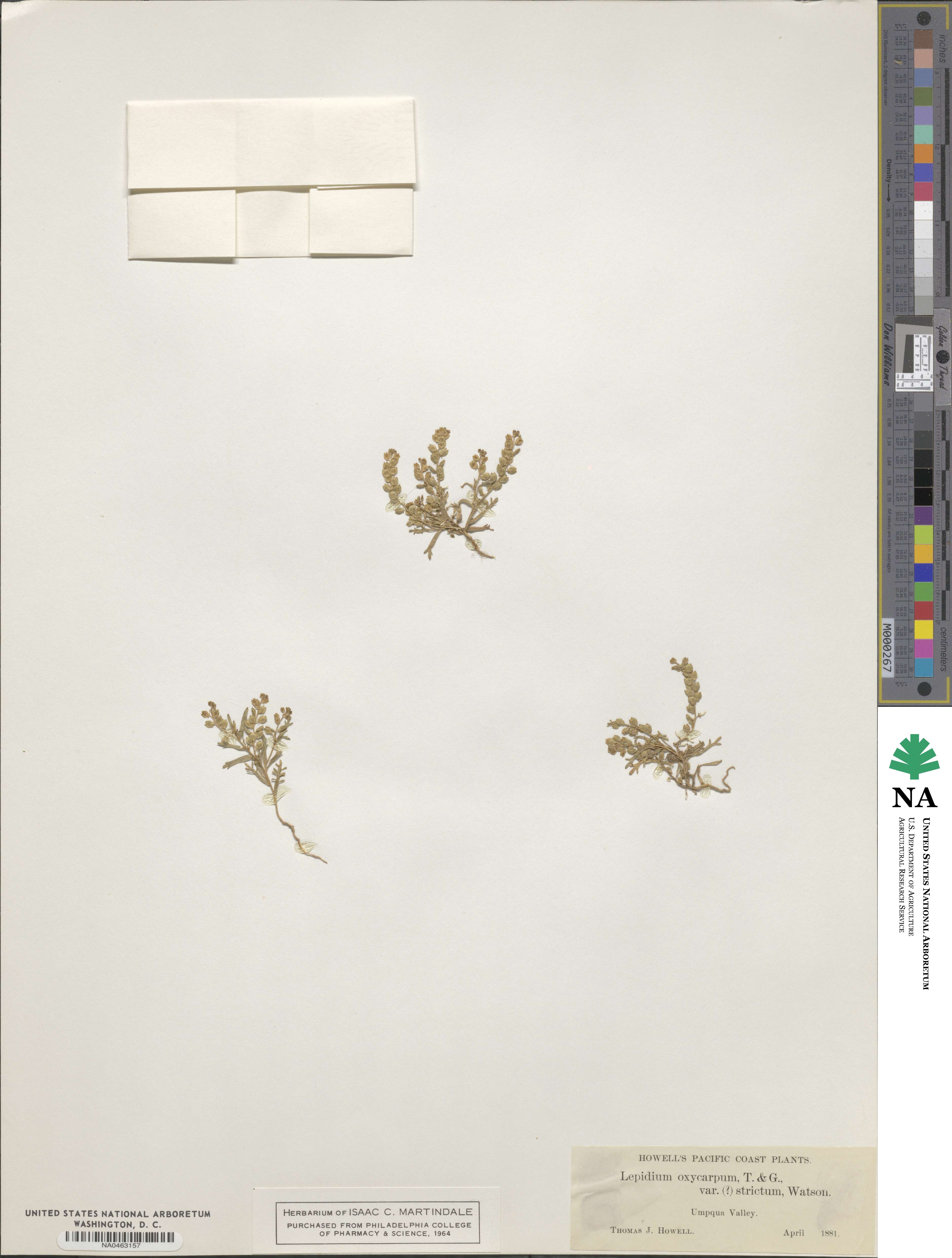 Lepidium strictum image