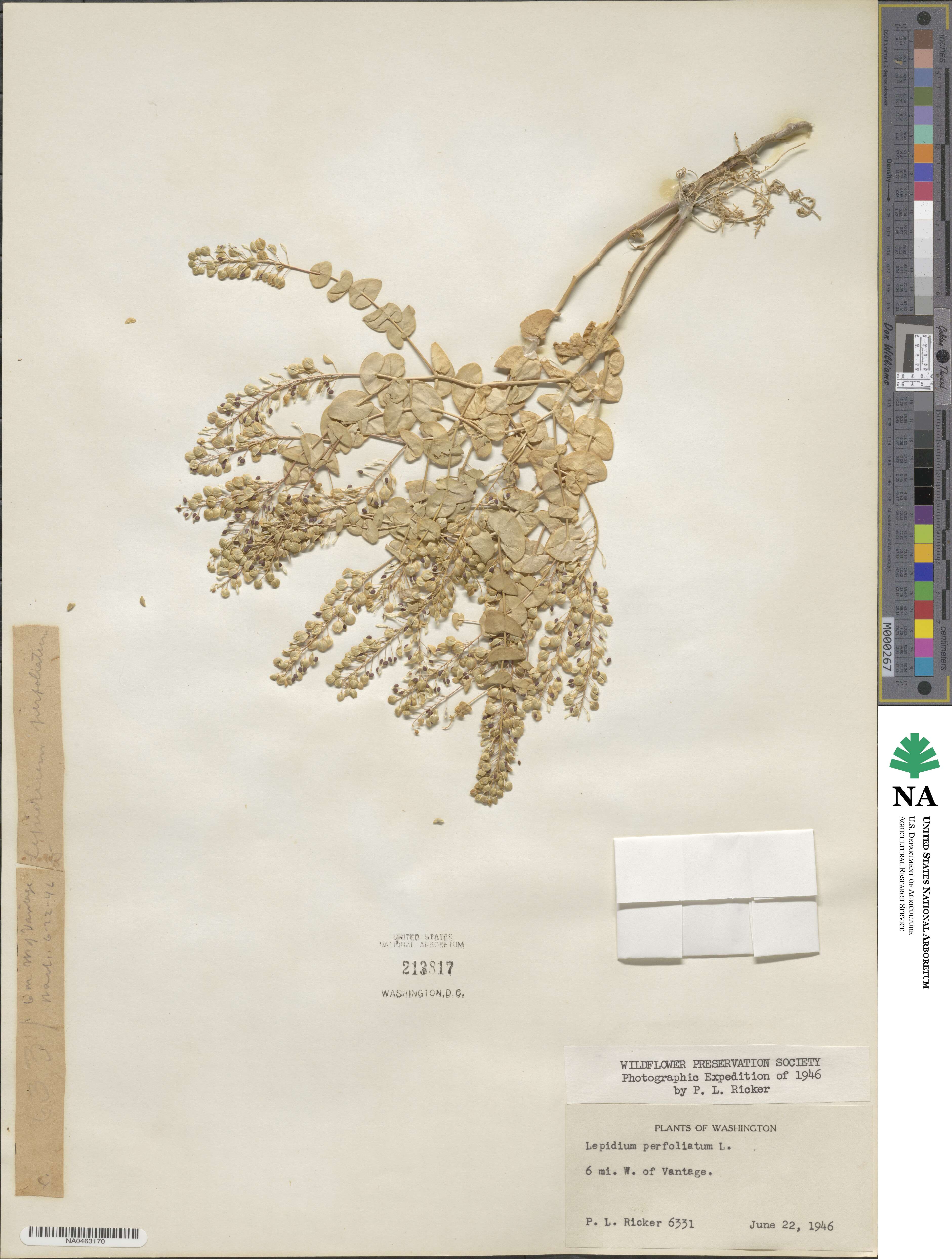 Lepidium perfoliatum image