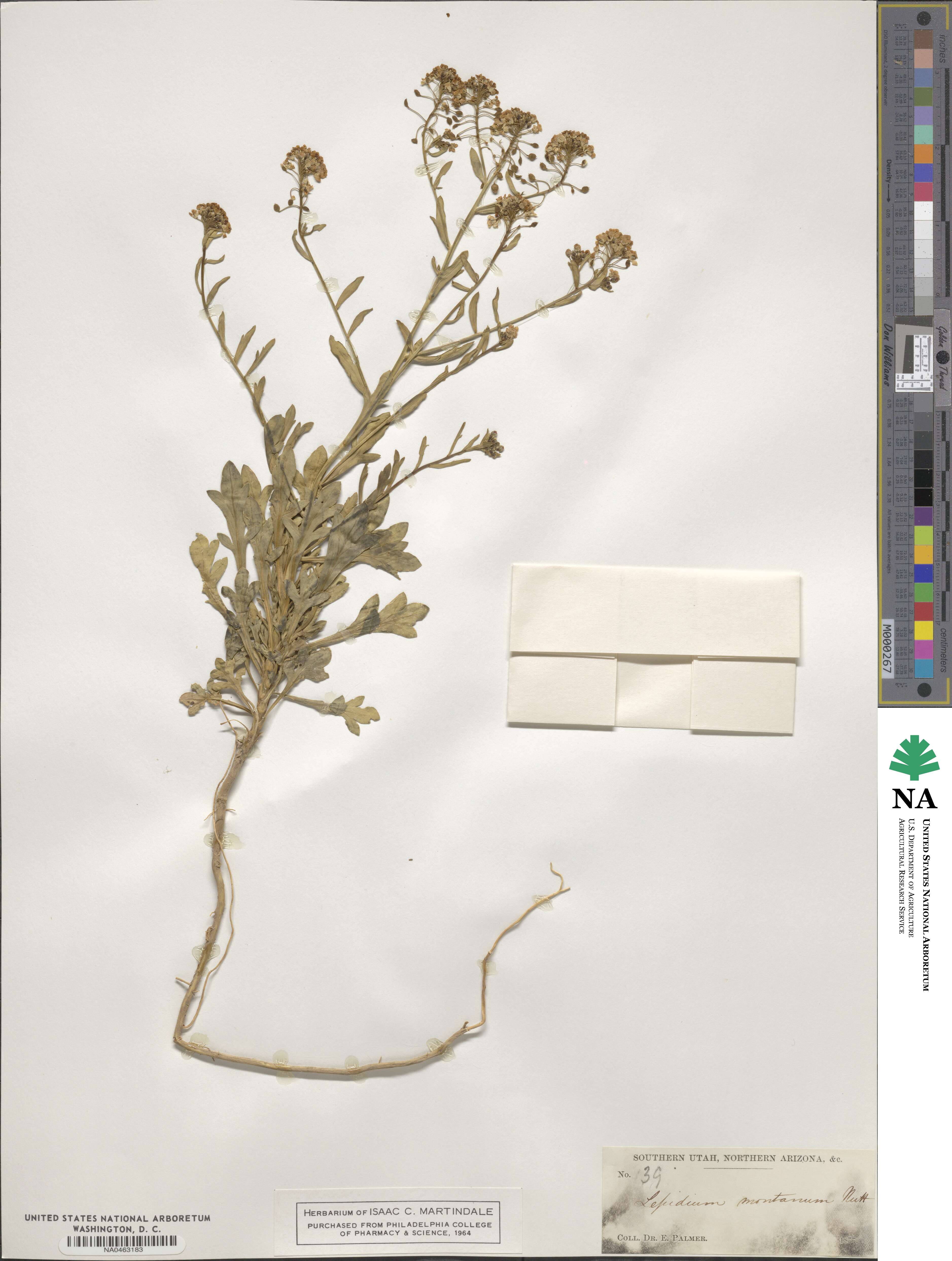 Lepidium montanum image