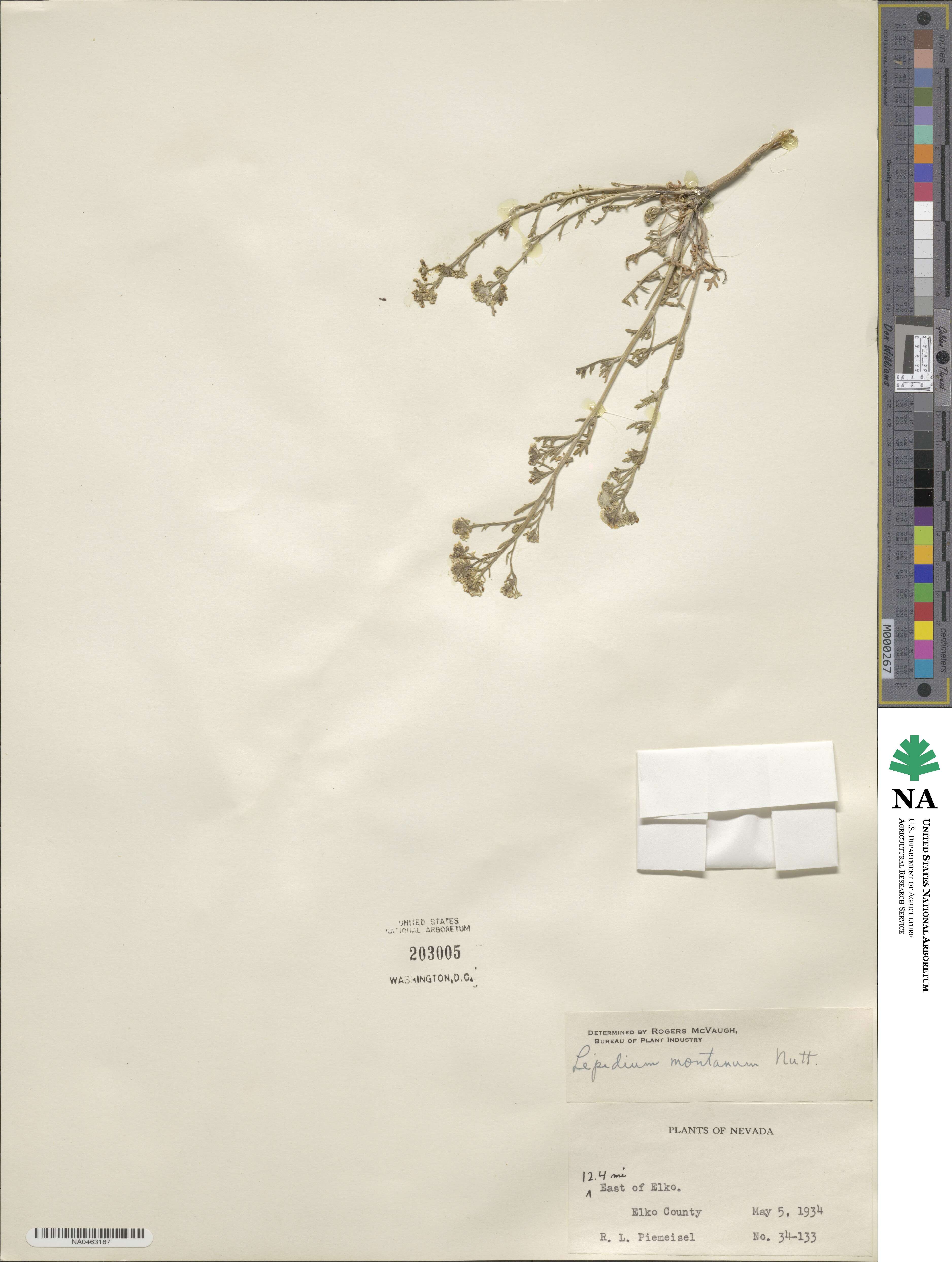 Lepidium montanum image