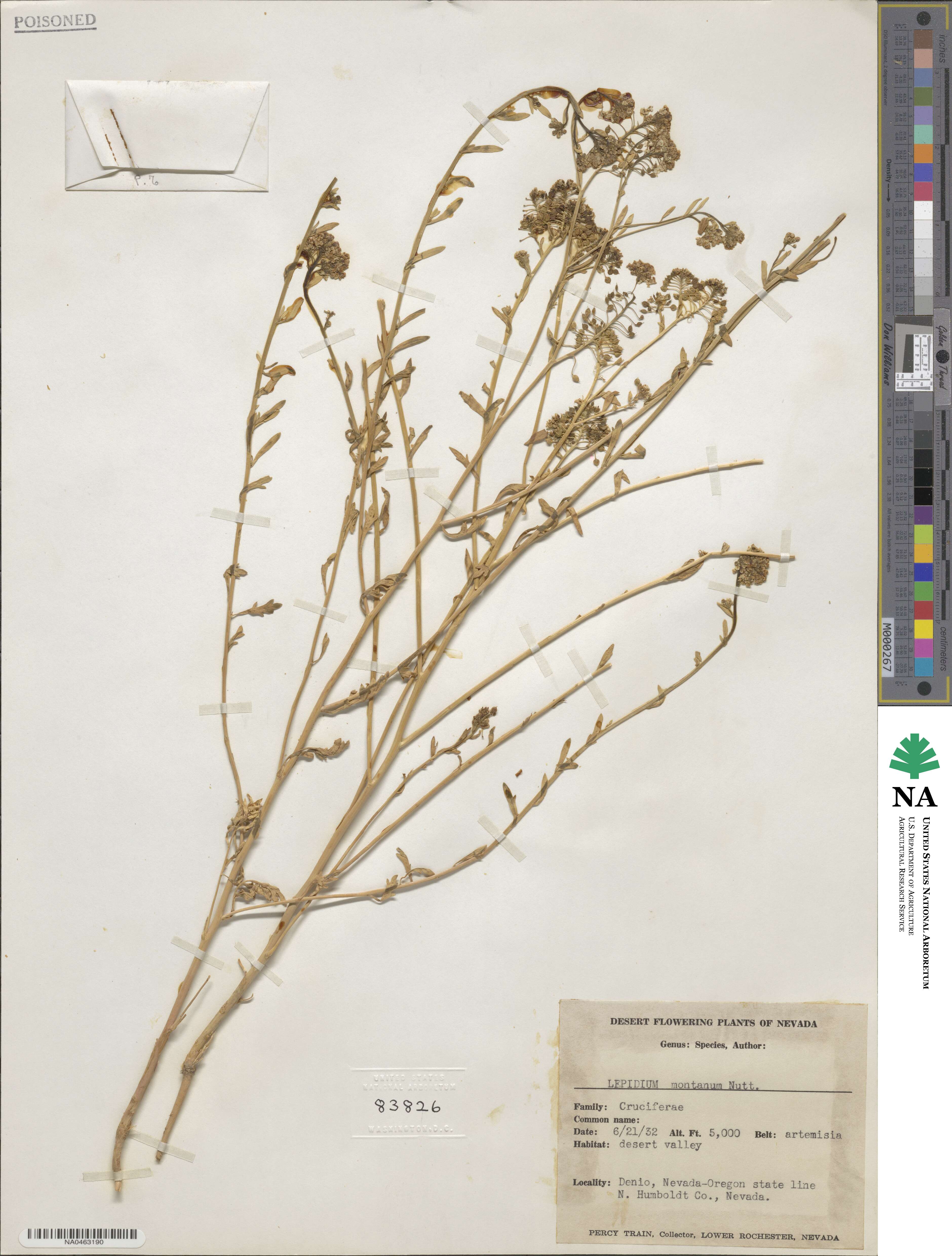 Lepidium montanum image