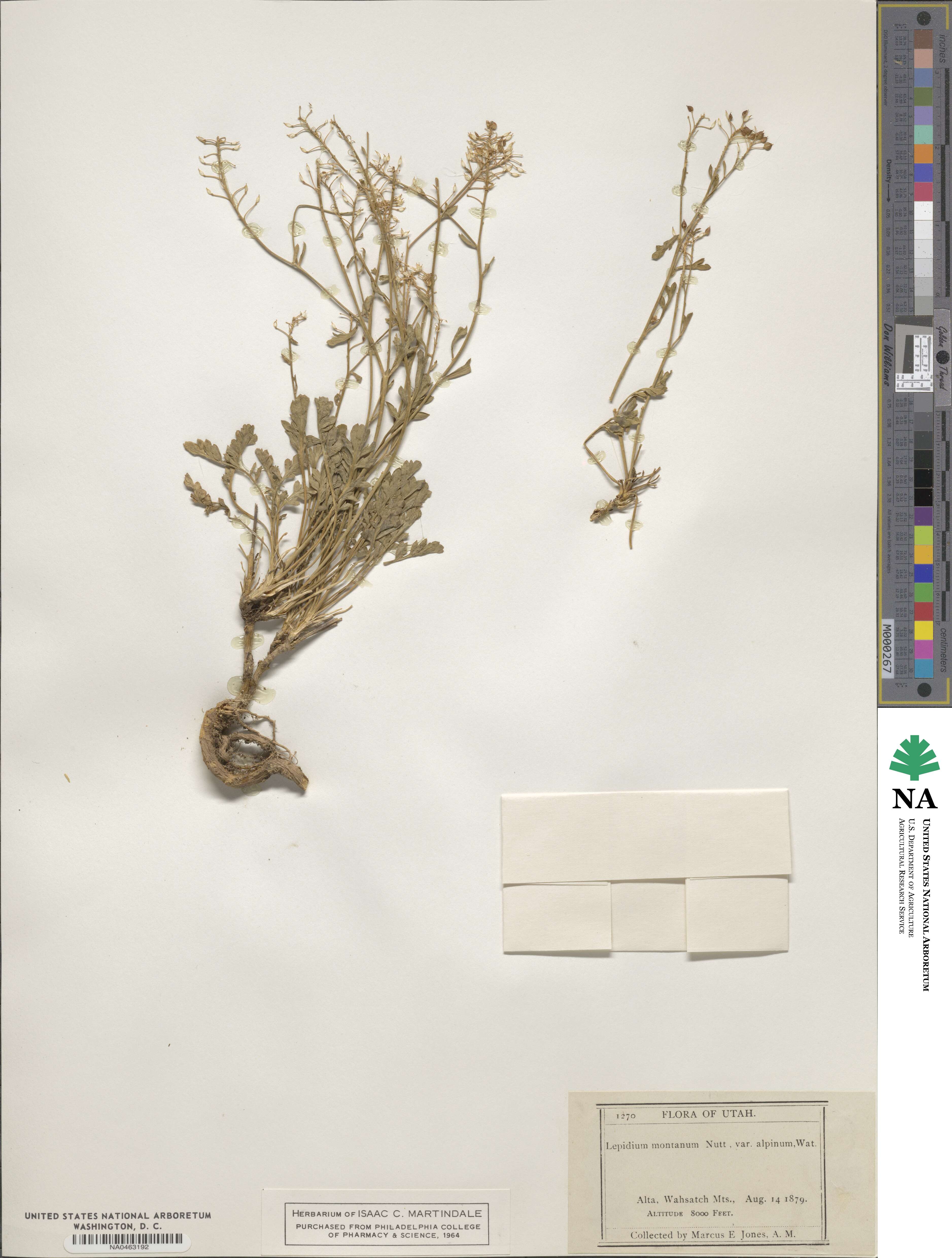Lepidium montanum image