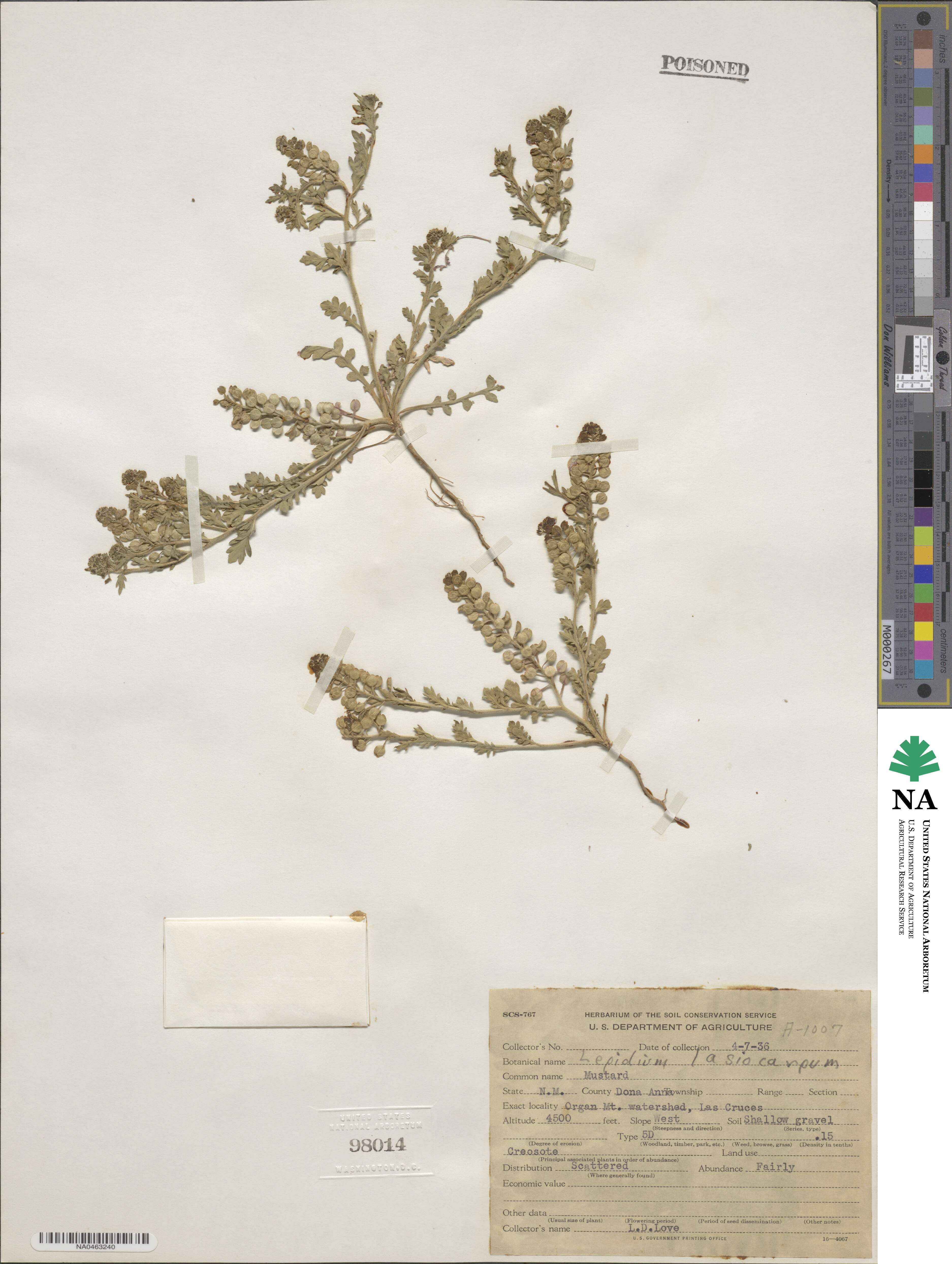 Lepidium lasiocarpum image