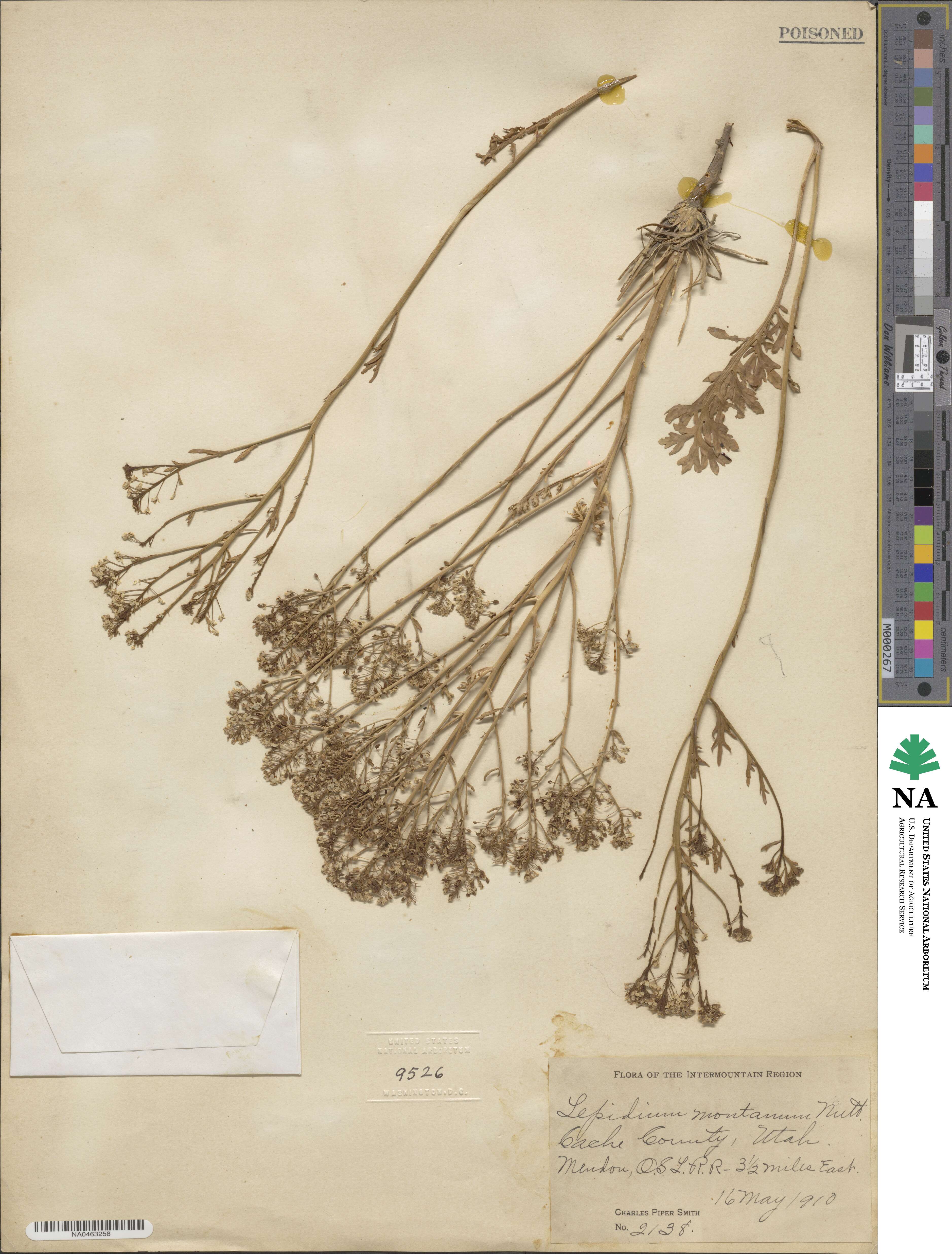 Lepidium montanum image