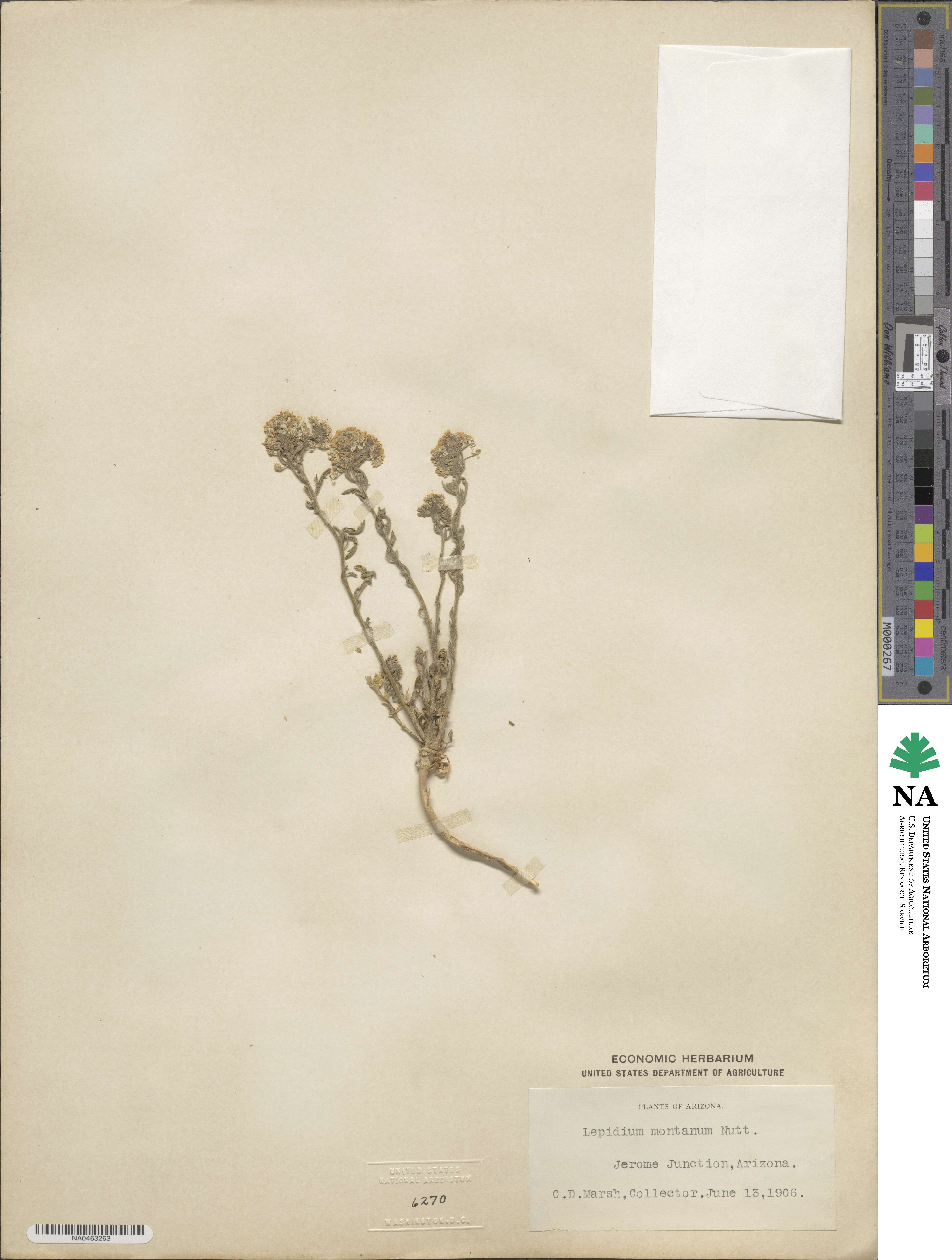 Lepidium montanum image