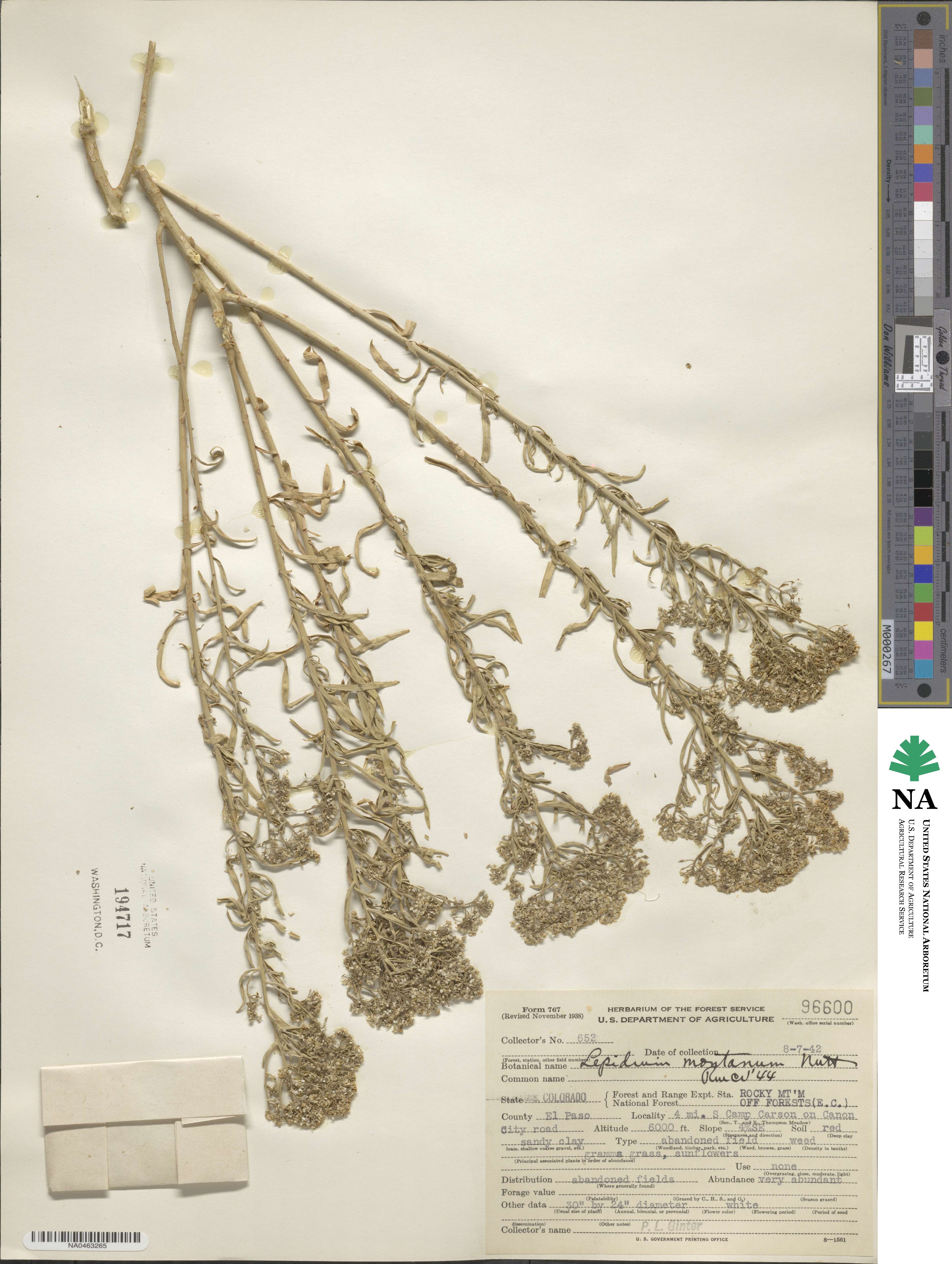 Lepidium montanum image