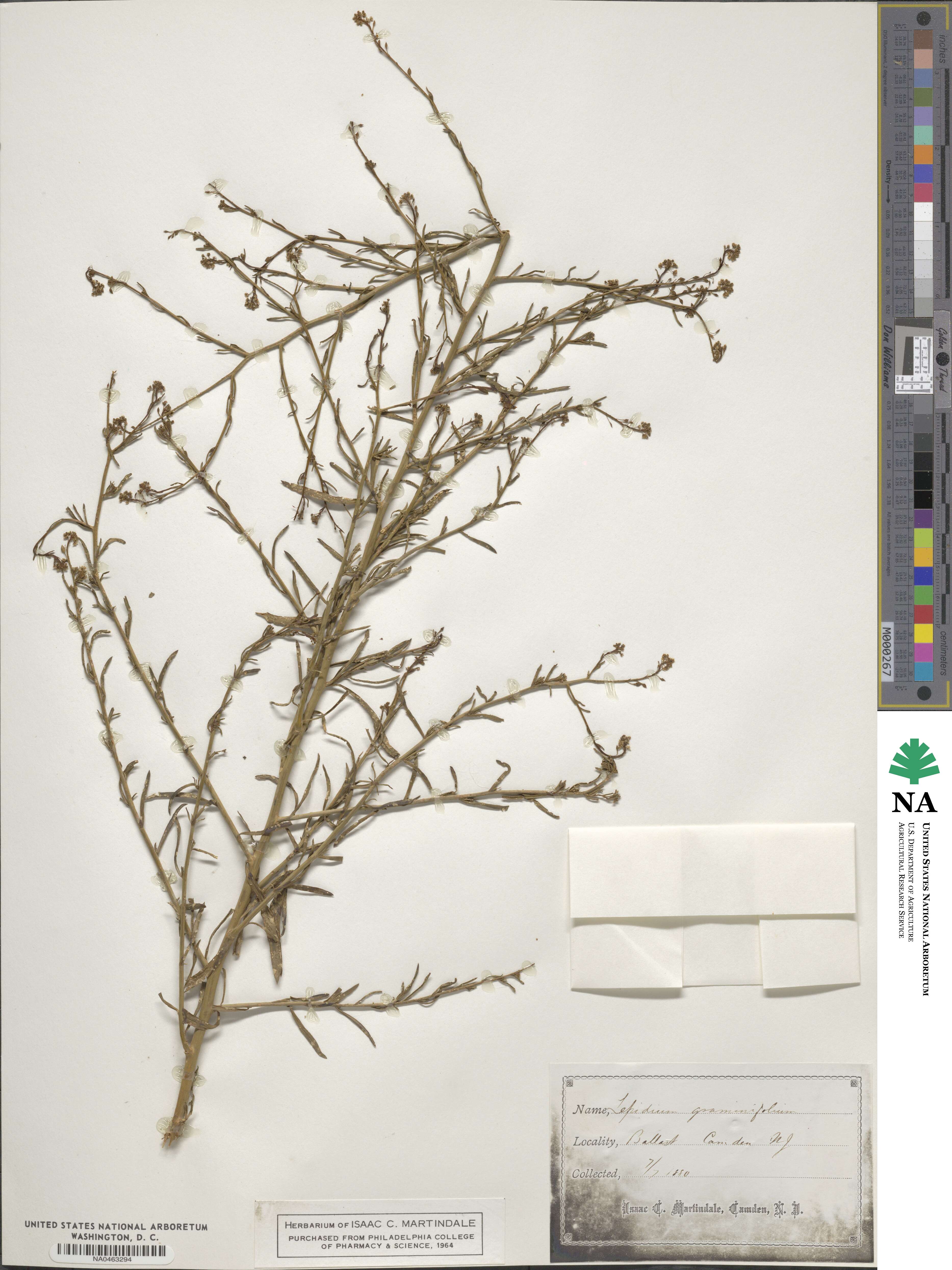 Lepidium graminifolium image