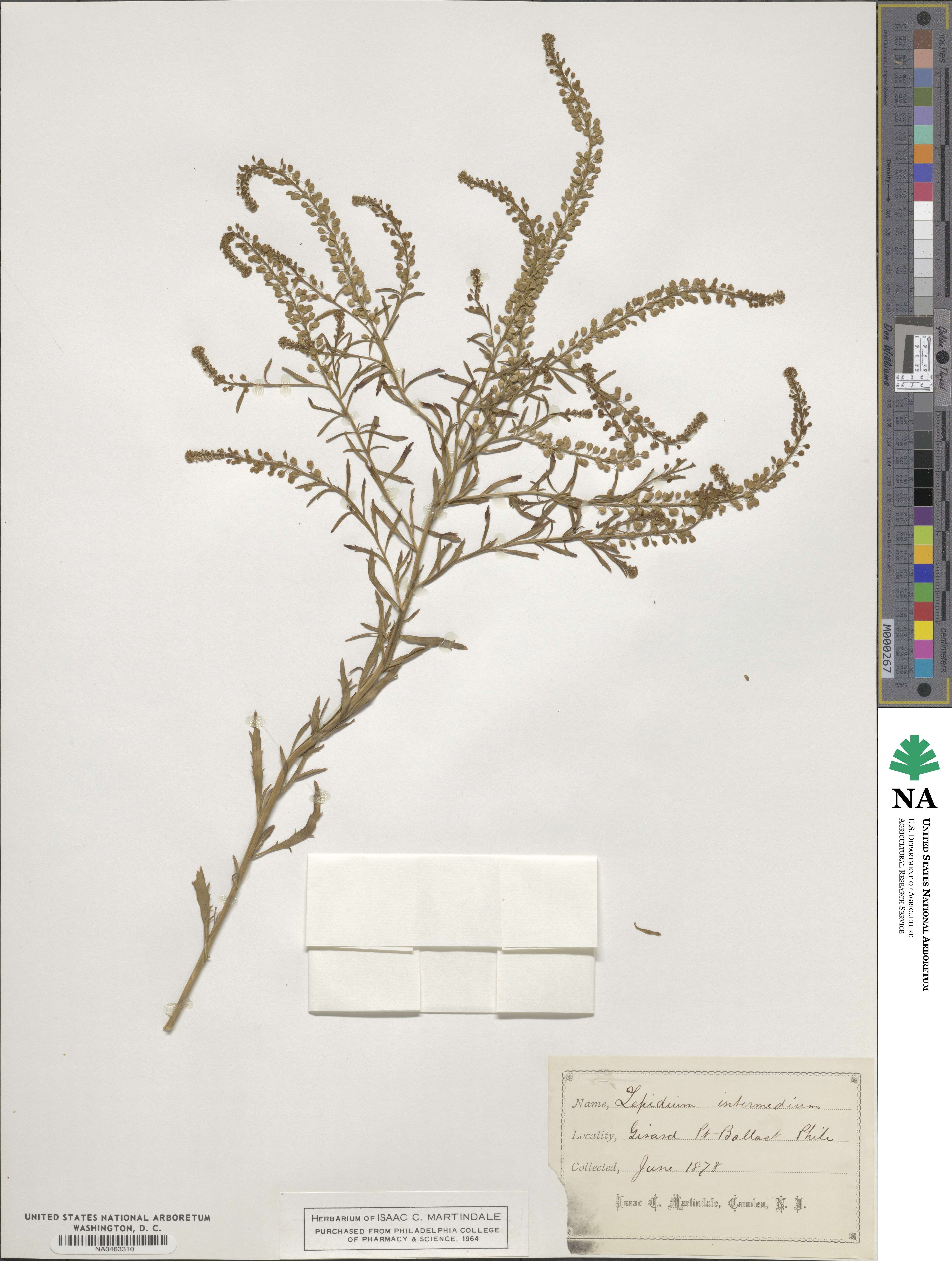 Lepidium intermedium image