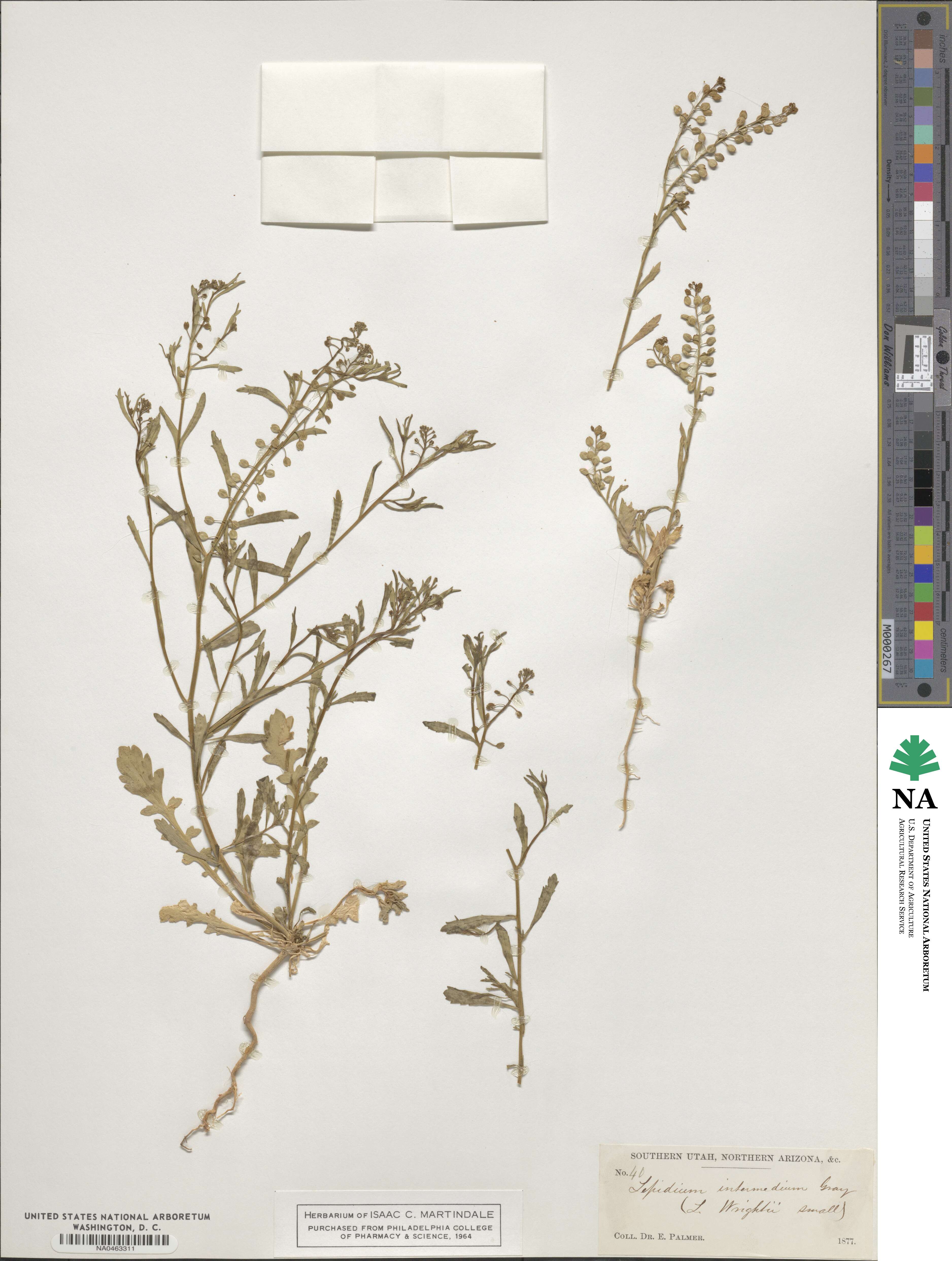 Lepidium intermedium image