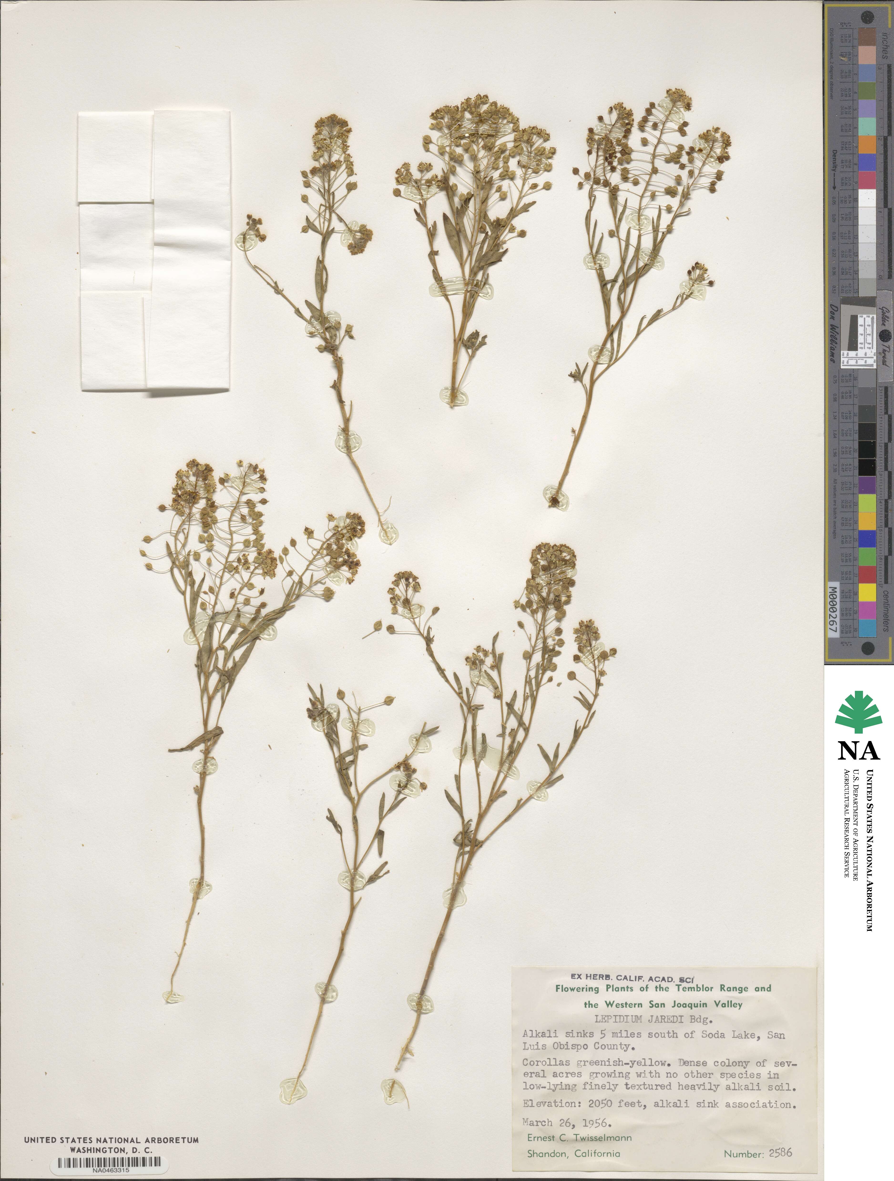 Lepidium jaredii image